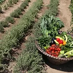 Livin Mykonos - Adults Only Отель